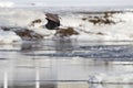 Closeup shot of a bald eagle flying over the frozen lake in the daylight