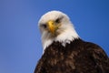 Closeup shot of a bald eagle looking down at the cameraman Royalty Free Stock Photo