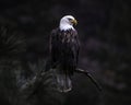 Closeup shot of bald eagle on a tree branch looking for its prey on a blurred background Royalty Free Stock Photo