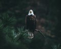 Closeup shot of bald eagle on a tree branch looking for its prey on a blurred background Royalty Free Stock Photo