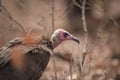 Closeup shot of a bald head vulture with a blurred background Royalty Free Stock Photo