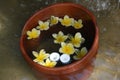 Closeup shot of Balinese spa frangipani flowers in a watered clay bucket