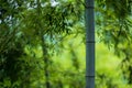 A closeup shot of a bamboo trunk with a blurred background