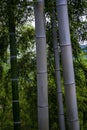 A closeup shot of a bamboo trunk with a blurred background