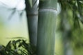 A closeup shot of a bamboo trunk with a blurred background