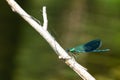 Closeup shot of a Banded demoiselle on the branch Royalty Free Stock Photo