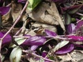 Closeup shot of a Banded peacock butterfly on purple leaves