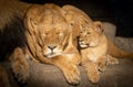 Closeup shot of a Barbary lioness sleeping next to its cub on a big rock