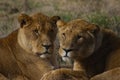 Closeup shot of Barbary lions on the blurry background