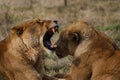 Closeup shot of Barbary lions on the blurry background