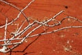 Closeup shot of bare tree branches in the middl of the field