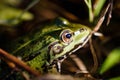 Closeup shot of a barking tree frog with an intense stare Royalty Free Stock Photo