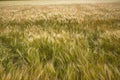 Closeup shot of barley grains in the field waving with the wind Royalty Free Stock Photo