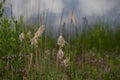 Closeup shot of barleys (Hordeum vulgare) in the field