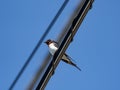 Closeup shot of a Barn swallow on a cable wire