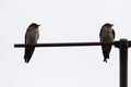 Closeup shot of barn swallow