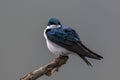 Closeup shot of Barn Swallow (Rustica Hirundo) perched on a tree branch Royalty Free Stock Photo