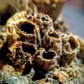 Closeup shot of a barnacles with blurred background