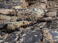Closeup shot of barnacles growing on wet sea rocks