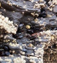 Closeup shot of barnacles growing on wet sea rocks