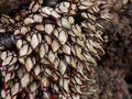 Closeup shot of barnacles growing on wet sea rocks