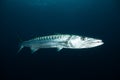 Closeup shot of a Barracuda swimming in a dark blue water Royalty Free Stock Photo