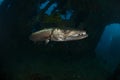 Closeup shot of a Barracuda swimming in a dark blue water Royalty Free Stock Photo