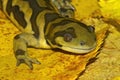 Closeup shot of a barred tiger salamander on yellow fallen leaves