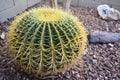 Closeup shot of a Barrel cactus on the ground near Phoenix, Arizona