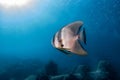 Closeup shot of a bat fish swimming in deep blue sea over reef coral Royalty Free Stock Photo