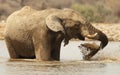 Closeup shot of a bathing elephant in a water hole making a water spray with its trunk