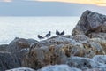 Closeup shot of a Beach birds Florida