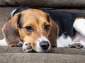 Closeup shot of Beagle-Harrier puppy on a brown background Royalty Free Stock Photo