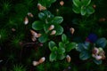 Closeup shot of bearberry plants