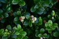 Closeup shot of bearberry plants