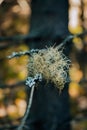 Closeup shot of the Beard lichens (Usnea) fungus grown on the tree branch on the blurred background