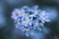 Closeup shot of the beautiful Alpine forget-me-not blue flowers