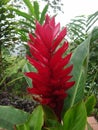 Closeup shot of a beautiful Alpinia purpurata also known as the red ginger plant in the forest Royalty Free Stock Photo