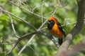 Closeup shot of a beautiful barn swallow bird sitting on a branch of a tree Royalty Free Stock Photo