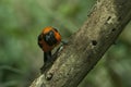 Closeup shot of a beautiful barn swallow bird sitting on a branch of a tree with blurred background Royalty Free Stock Photo