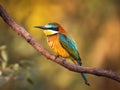 Beautiful bee-eater bird