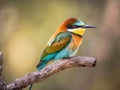 Beautiful bee-eater bird
