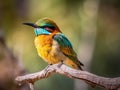 Beautiful bee-eater bird