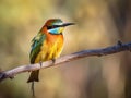 Beautiful bee-eater bird