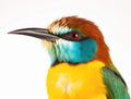 Closeup shot of a beautiful bee-eater bird isolated