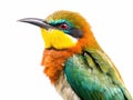 Closeup shot of a beautiful bee-eater bird isolated