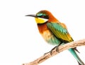 Closeup shot of a beautiful bee-eater bird isolated on a white