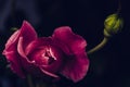 Closeup shot of a beautiful Bengal rose flower against a dark background Royalty Free Stock Photo