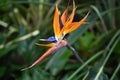 Closeup shot of beautiful Bird of paradise flower isolated on a blurred natural background Royalty Free Stock Photo