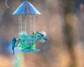 Closeup shot of a beautiful birdhouse with exotic birds with a blurred background Royalty Free Stock Photo